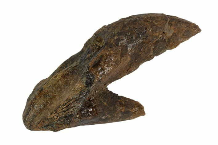 Rooted Triceratops Tooth - North Dakota #129049